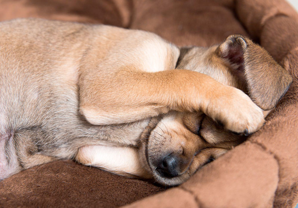 Is your dog afraid of fireworks?