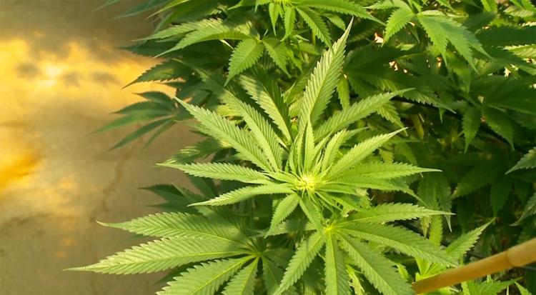 Do you see yourself utilizing the cannabis dispensary in St. Joseph?