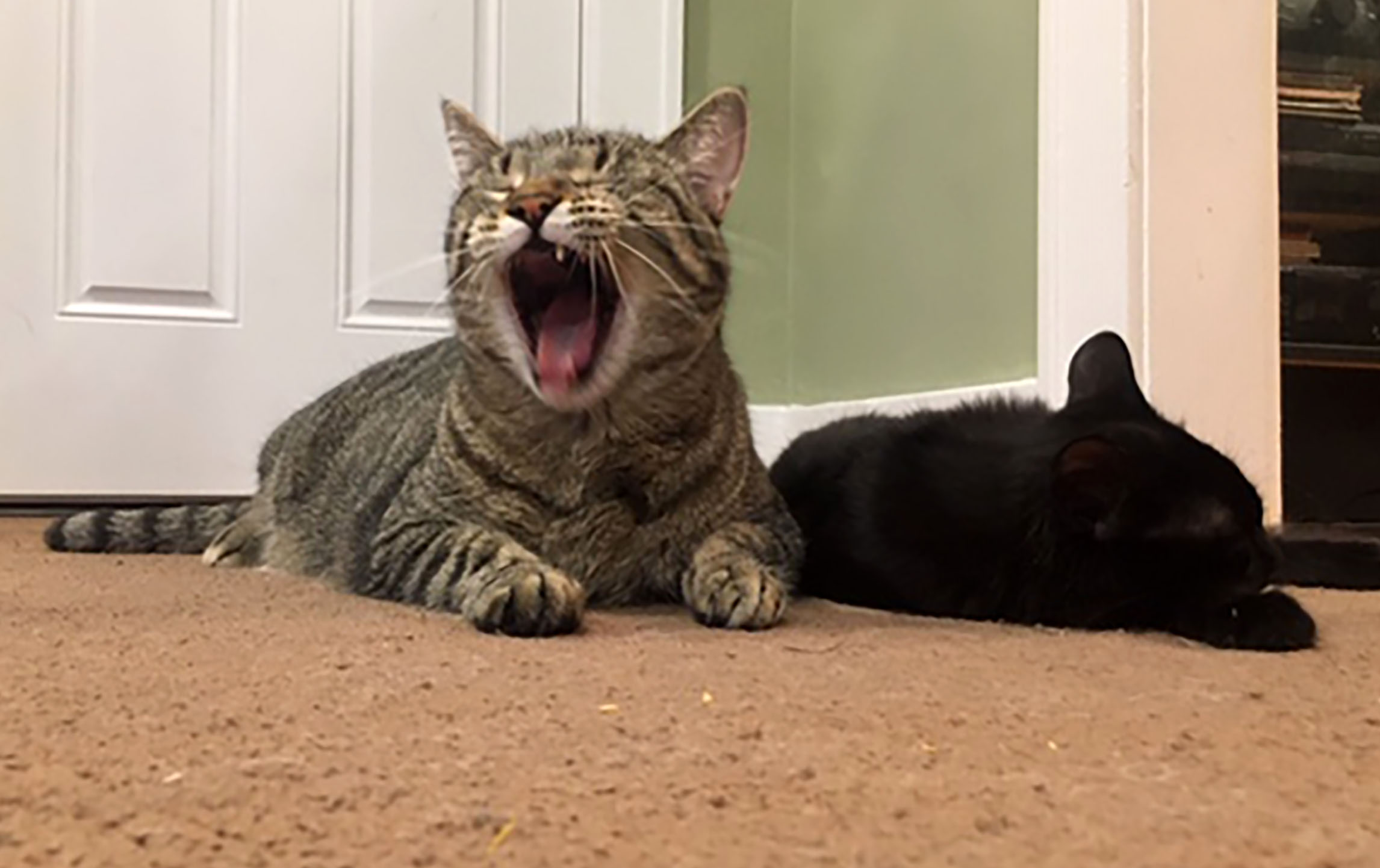 Does your cat not understand you? Or does it understand and just not care?