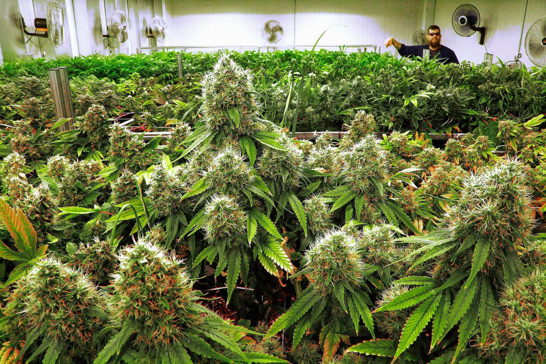 How would you vote on a measure to legalize recreational marijuana in Missouri?
