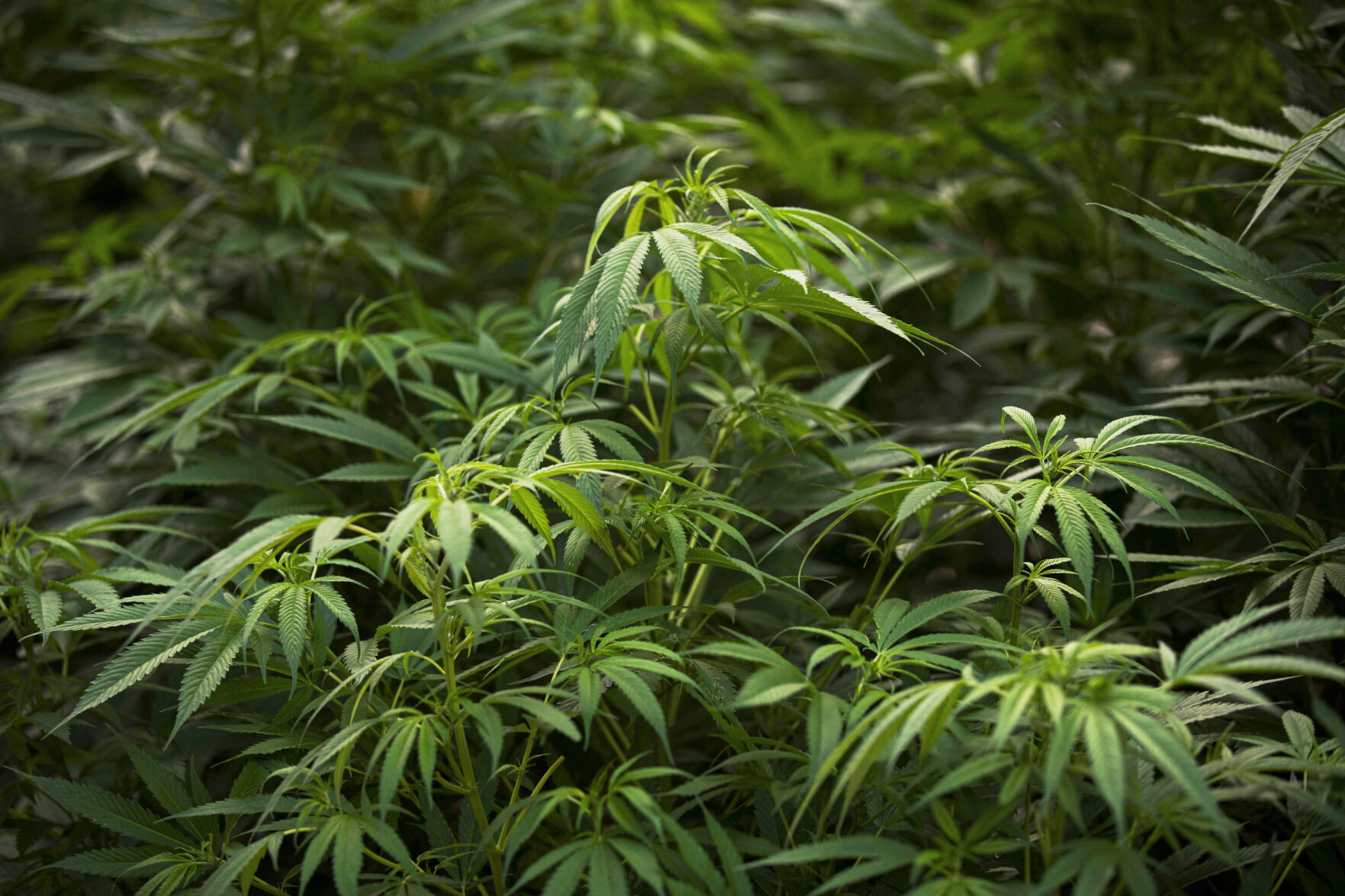 Should marijuana convictions be expunged from a person's record?