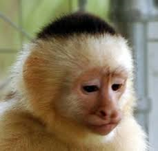 Do you think a monkey would be a good pet?
