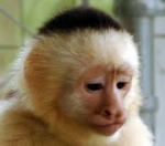 Do you think a monkey would be a good pet?