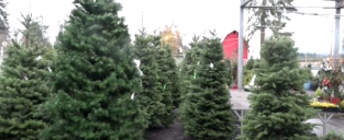 Have you purchased a Christmas tree?