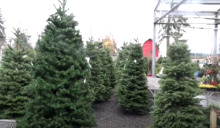 Have you purchased a Christmas tree?