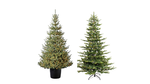 Which type of Christmas tree do you think is best?