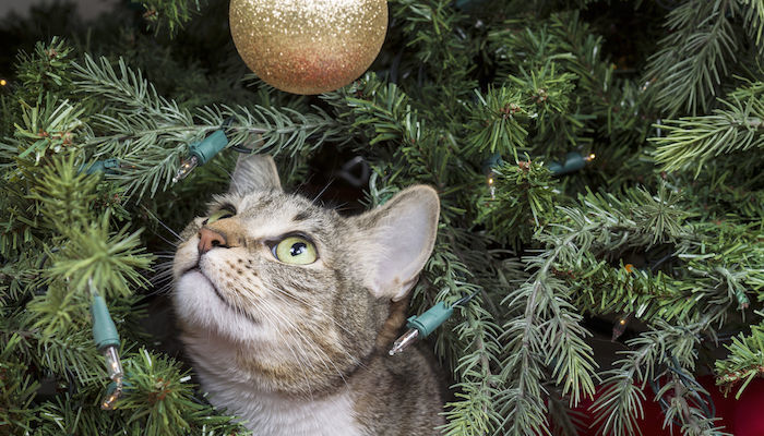 Do you buy Christmas presents for your pets?