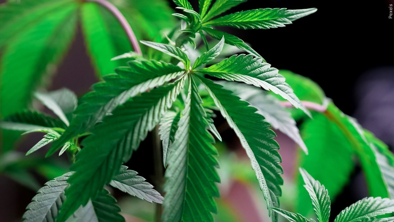 Are you in favor of a tax decrease for the cannabis industry?