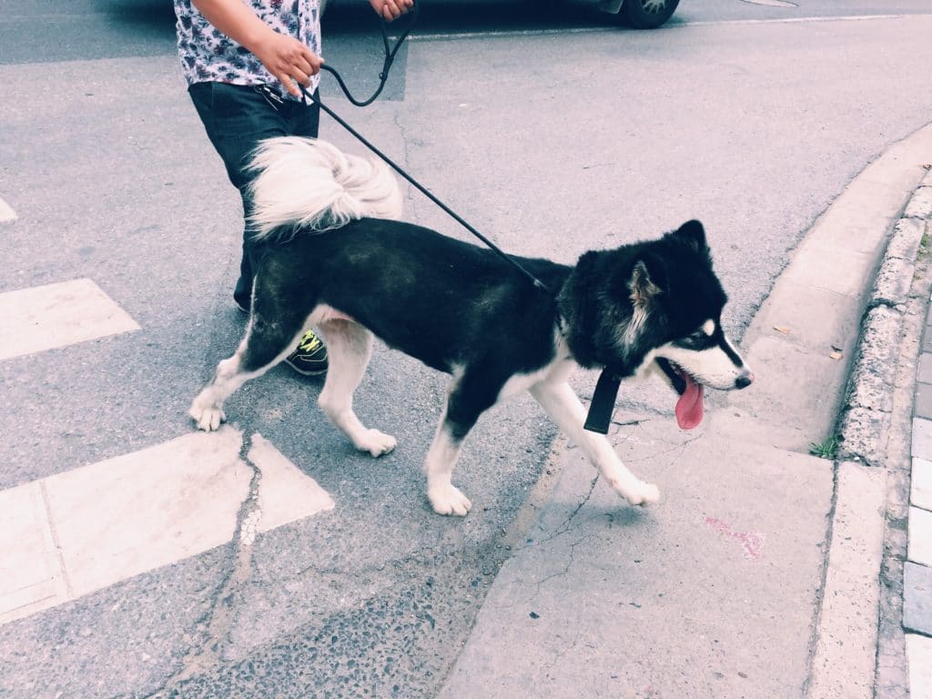 When walking on a surface street, should you walk against traffic or with traffic?