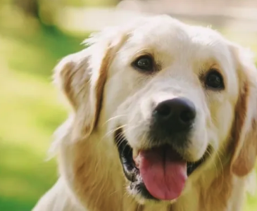 What's your favorite dog breed?