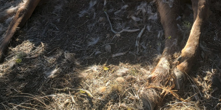 Should there be more law enforcement assigned to poaching?