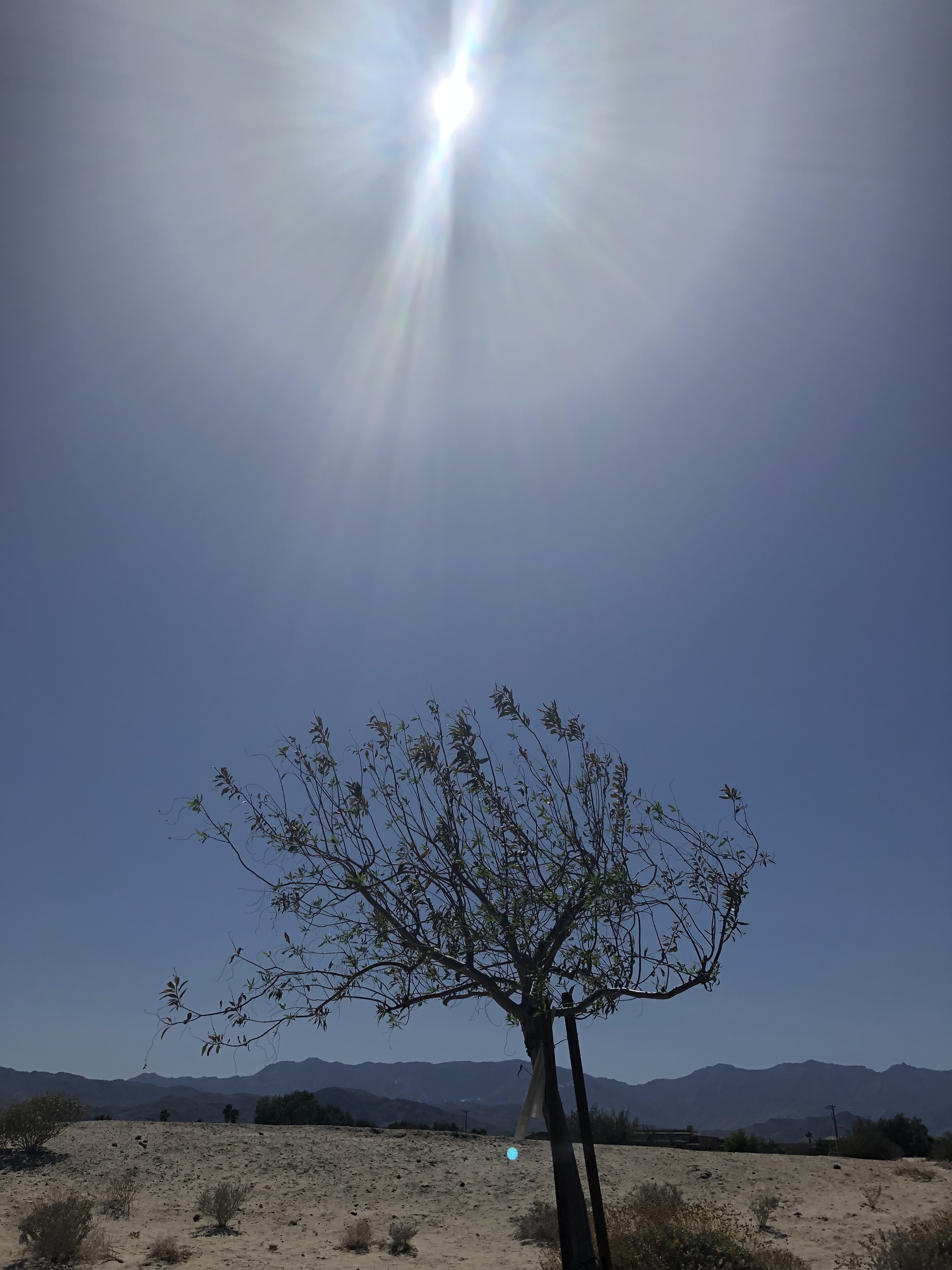 The heat is on! We're nearing triple-digit temperatures. Do you like it?