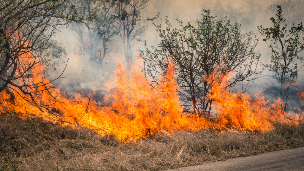 Do you think more resources should be put into protection from wildfires?