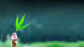 How will you vote on Missouri's constitutional amendment to legalize recreational marijuana?