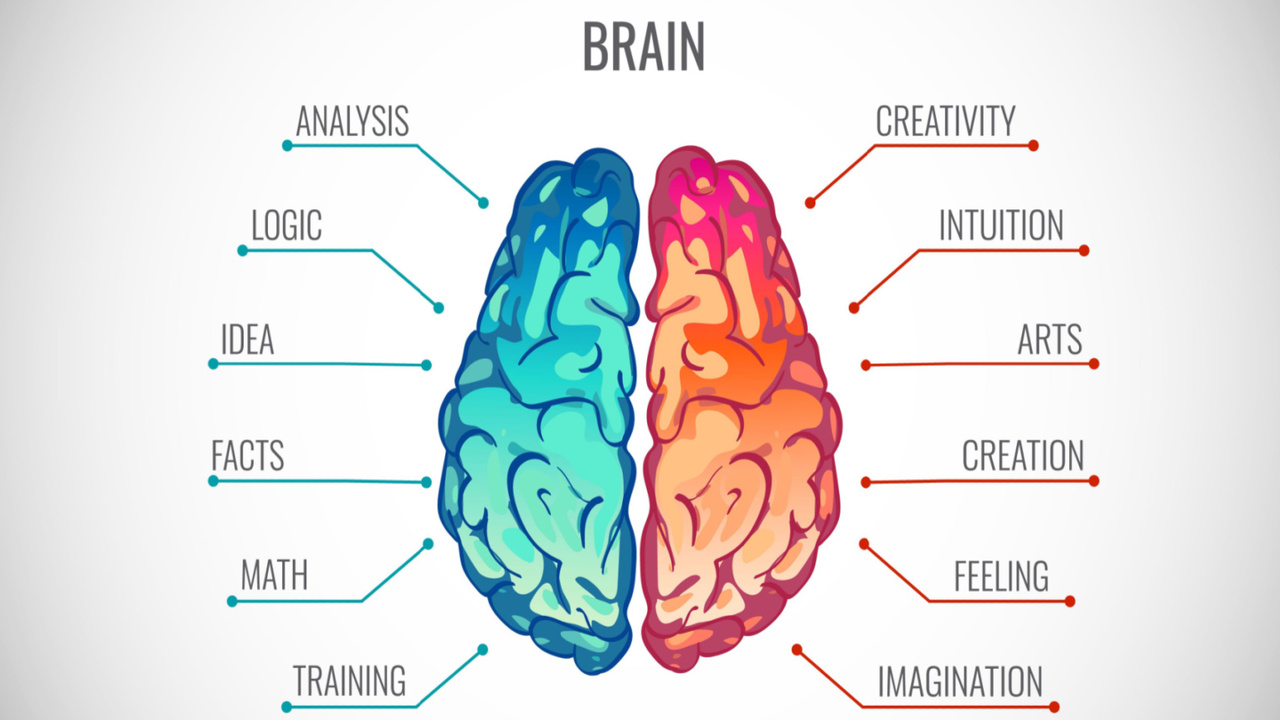 Are you “left-brained” (analytical) or “right-brained” (artistic)?