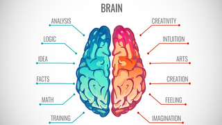 Are you “left-brained” (analytical) or “right-brained” (artistic)?