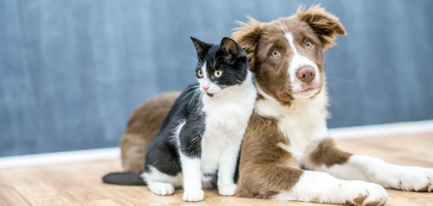 What's your favorite?: cats or dogs?