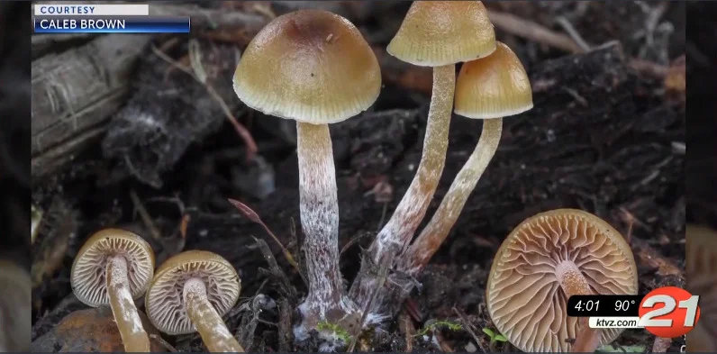 Would you vote to 'opt out' of psilocybin production/treatment centers?