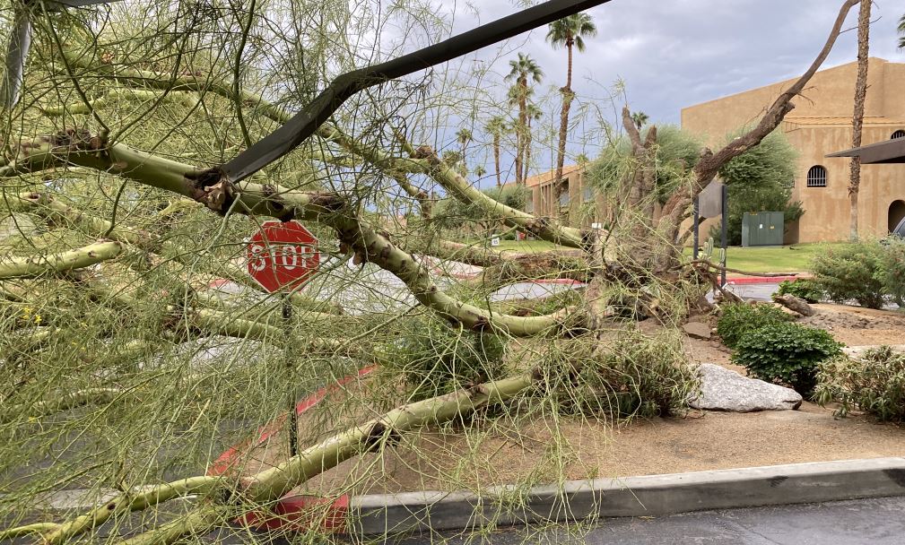 Did you have storm damage in your neighborhood this weekend? 