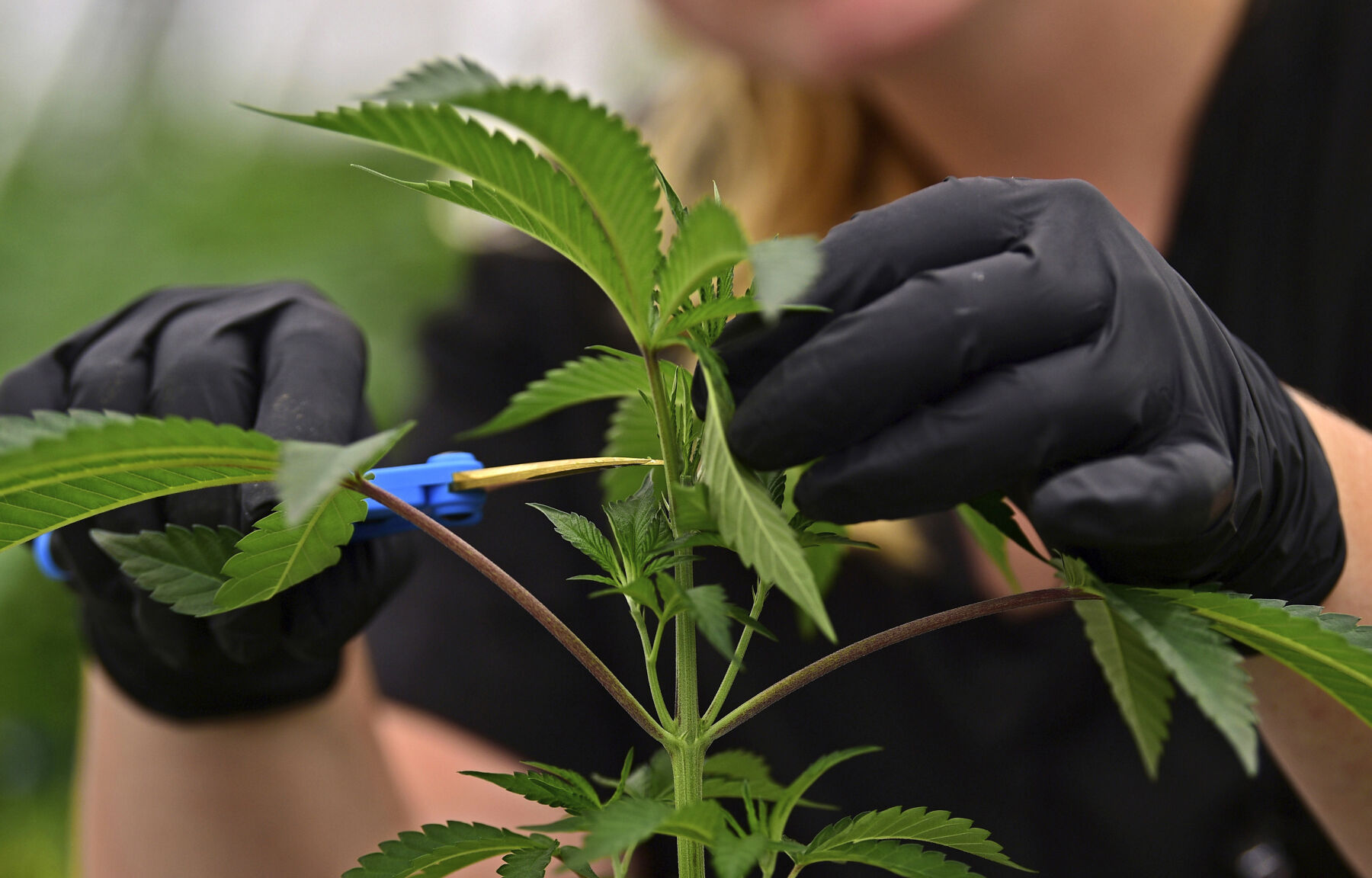 How do you plan to vote on Amendment 3 to legalize recreational marijuana in Missouri?
