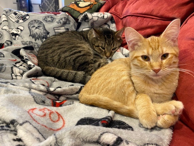 Do you think your cat loves you?