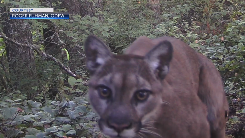 Have you ever seen a cougar in the wild?
