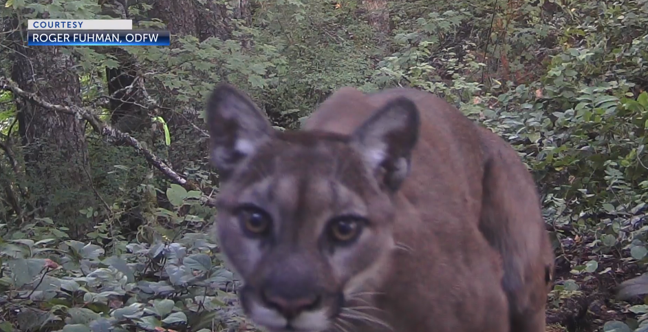 Have you ever seen a cougar in the wild?