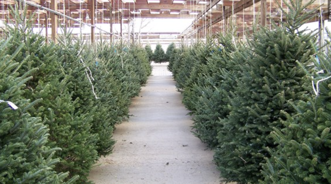 Do you prefer real or artificial Christmas trees?