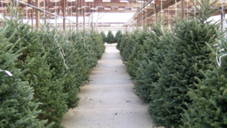 Do you prefer real or artificial Christmas trees?