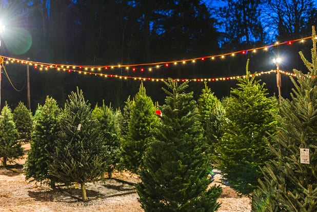 Do you prefer real or artificial Christmas trees?
