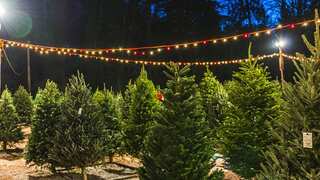 Do you prefer real or artificial Christmas trees?
