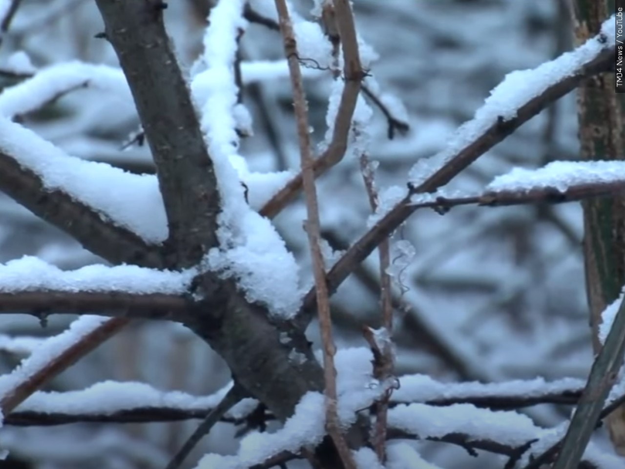 Are you hoping for a white Christmas?