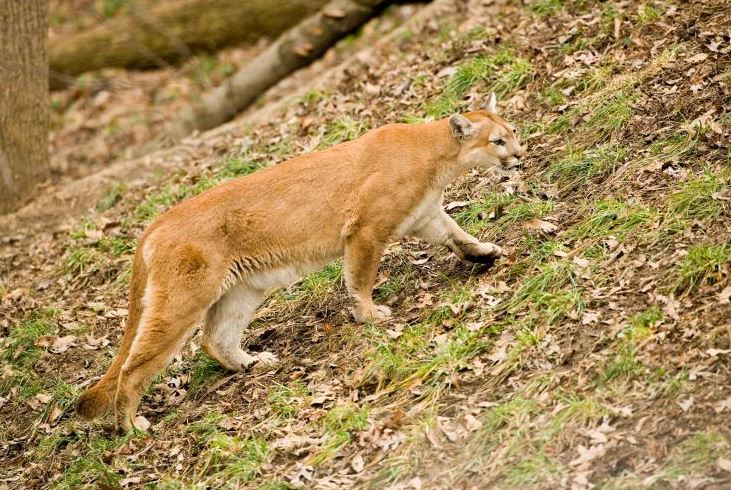 Have you seen or heard evidence of mountain lions in Missouri?