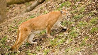 Have you seen or heard evidence of mountain lions in Missouri?