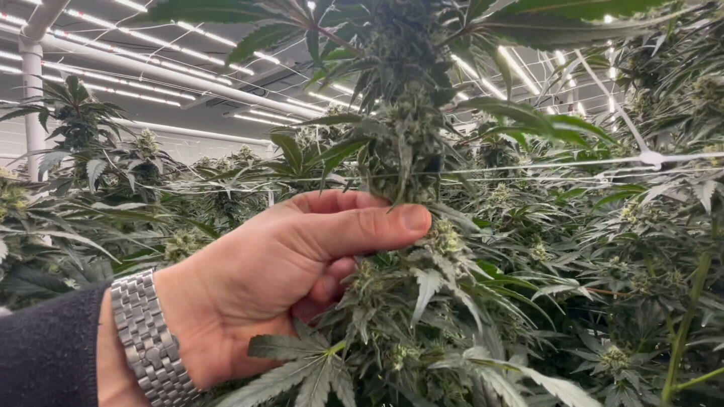 Do you support cutting taxes for local cannabis businesses?