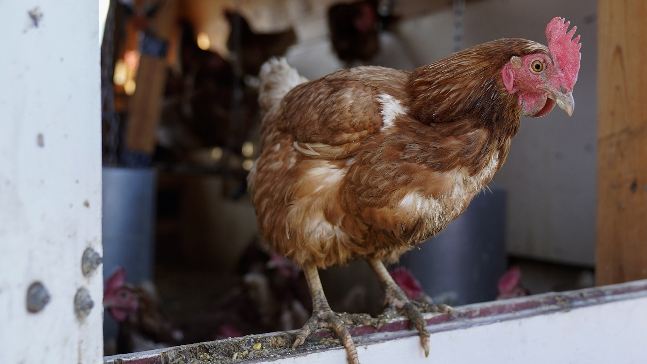 Should the FDA change its rule on consumption of chicken eggs to help alleviate egg prices? 