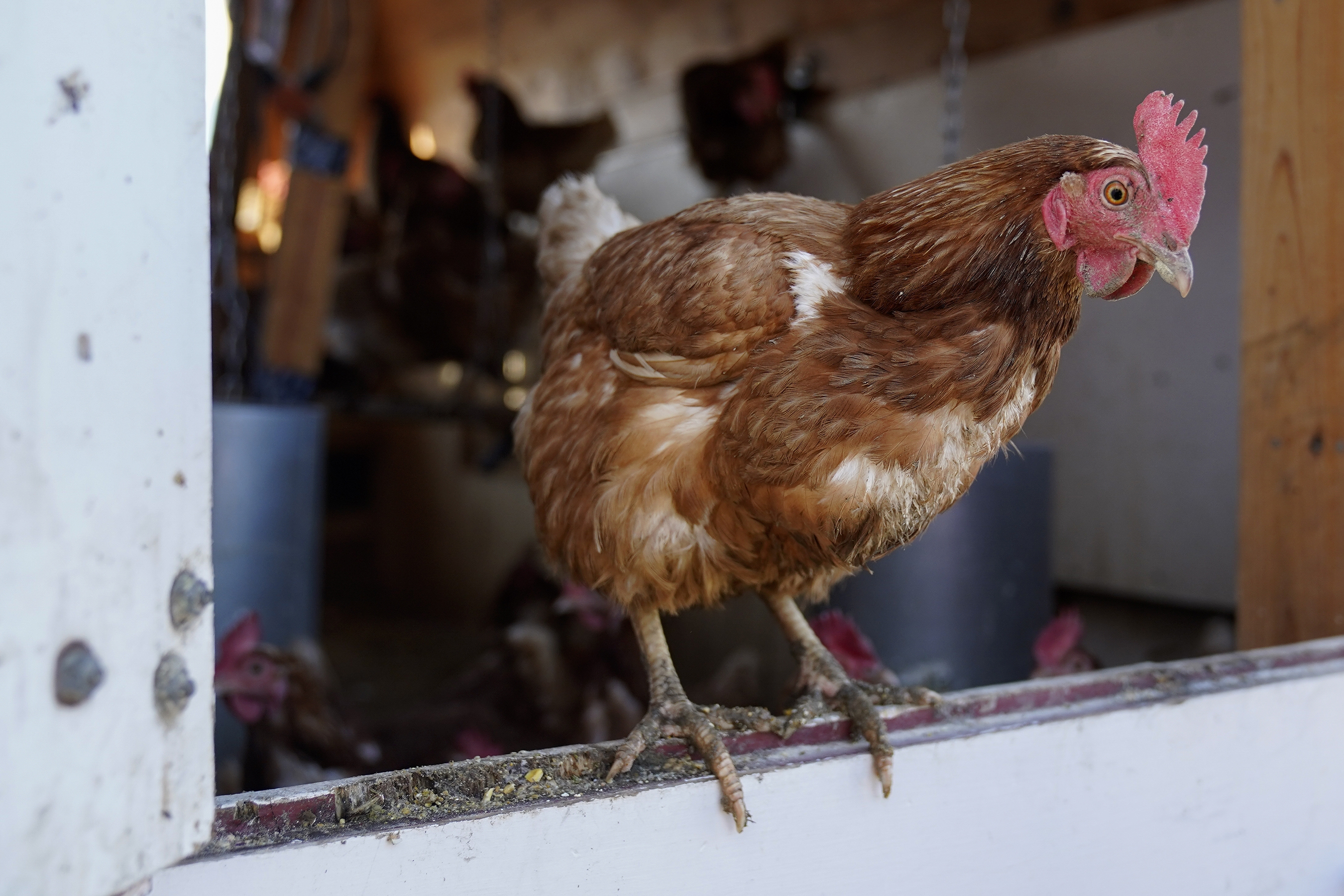 Should the FDA change its rule on consumption of chicken eggs to help alleviate egg prices? 