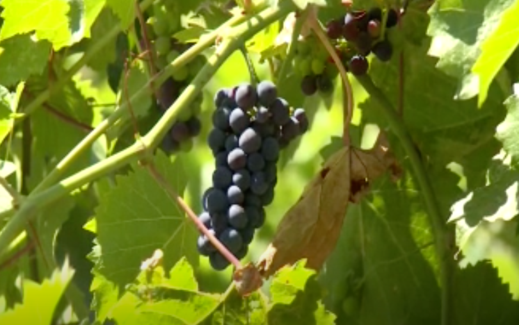 Do you prefer Breweries or Wineries? 