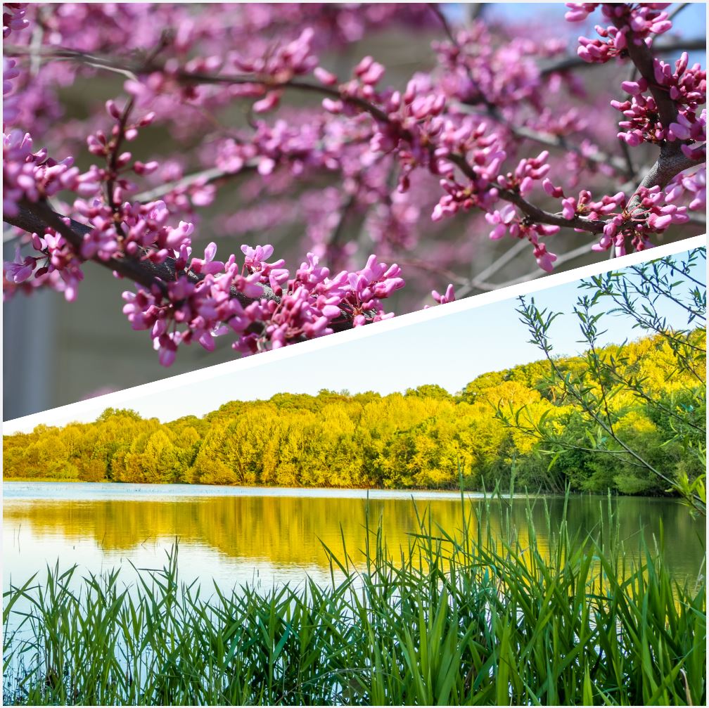 Do you enjoy spring or summer more? 
