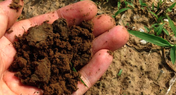 Do you compost at home?