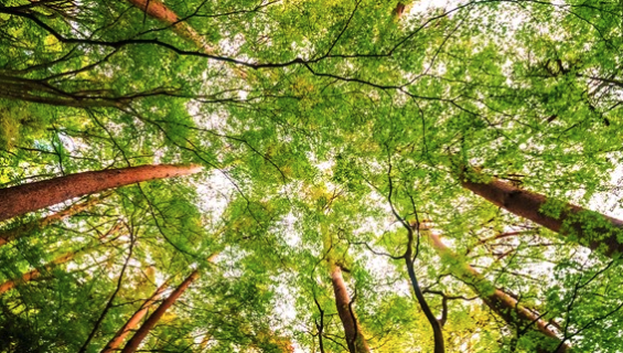 Do you support a committee to reevaluate bend's tree code?