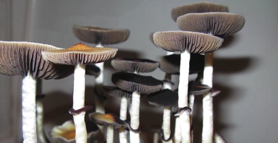 Would you support the use of psilocybin treatment?
