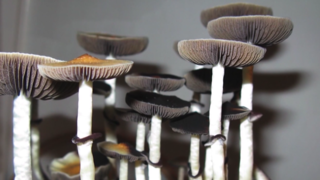 Would you support the use of psilocybin treatment?