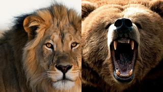 Grizzly bear vs the King of the Jungle who y'all got 