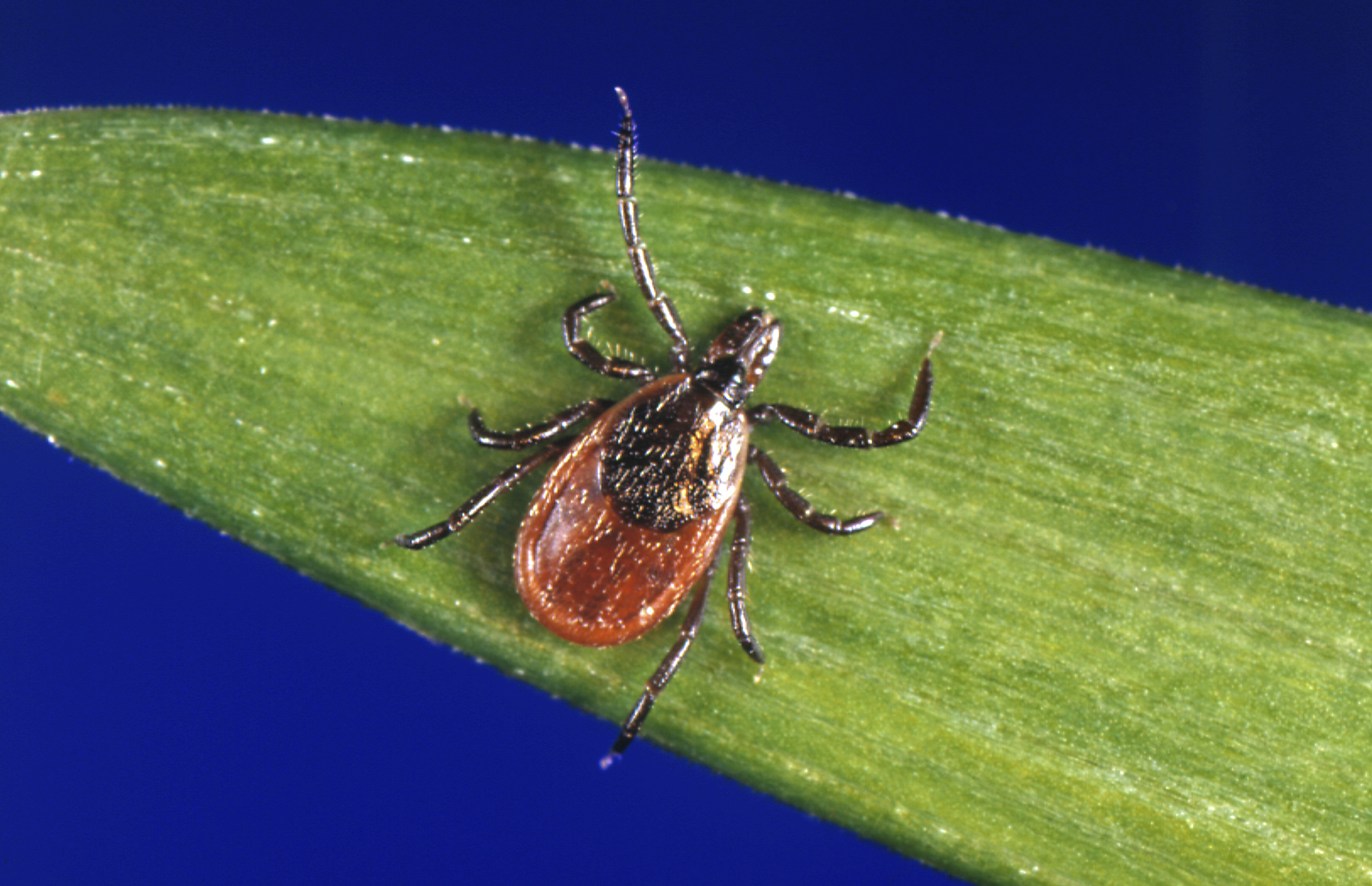 Have you been noticing ticks this year when you go outside?