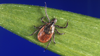Have you been noticing ticks this year when you go outside?