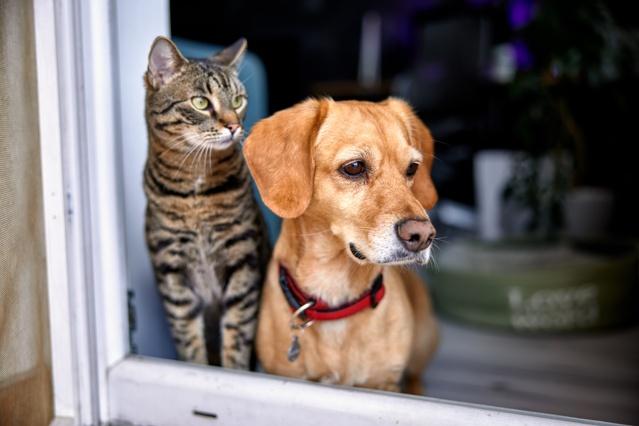 Are you more of a dog or a cat person? 