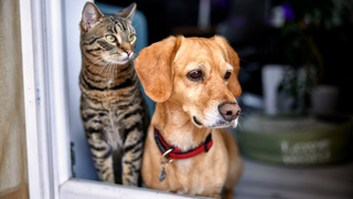 Are you more of a dog or a cat person? 