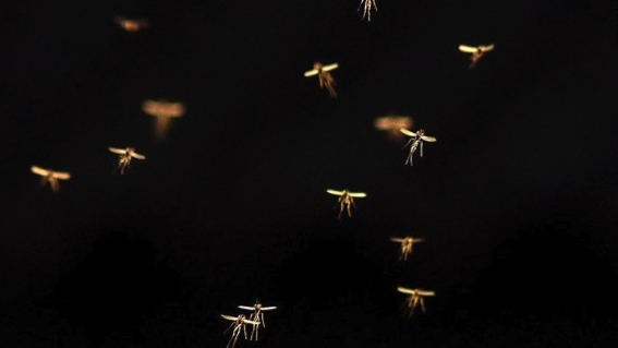 Have you noticed an increase in mosquitoes this year?