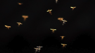 Have you noticed an increase in mosquitoes this year?